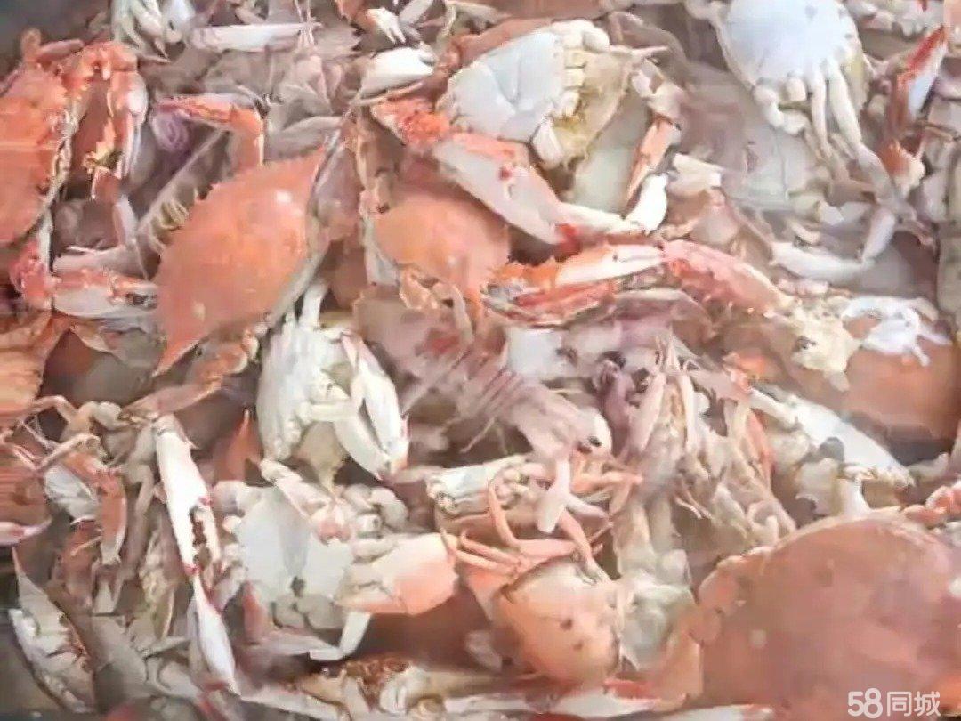 黄骅港包船拖网出海观光吃海鲜,一趟包船1000元